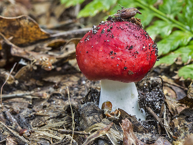 plávka Russula sp.