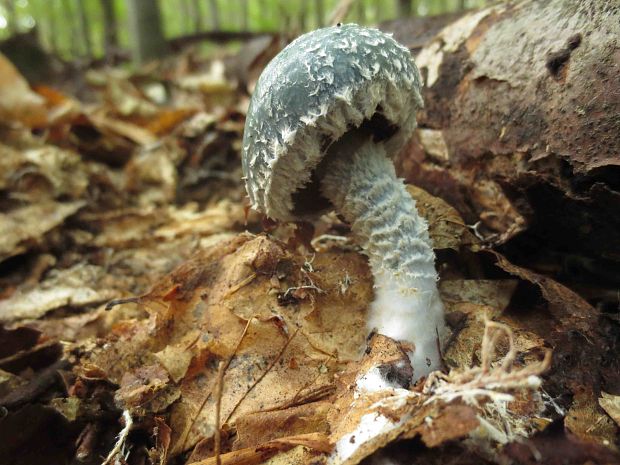 golierovka zelenomodrá Stropharia caerulea Kreisel