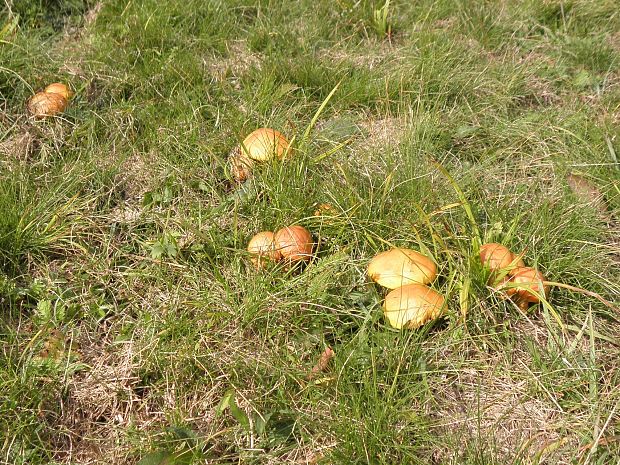 masliak Suillus sp.