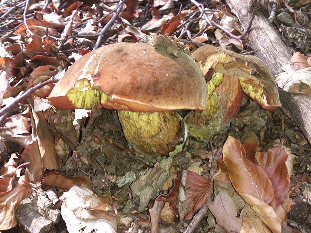 hríb zrnitohlúbikový Sutorius luridiformis (Rostk.) G. Wu & Zhu L. Yang