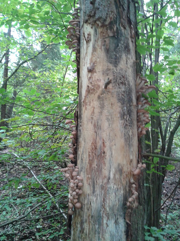 podpňovka obyčajná Armillaria mellea (Vahl) P. Kumm.