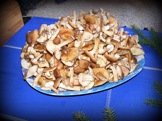 podpňovka Armillaria sp.