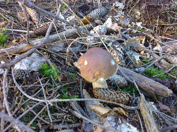 hríb smrekový Boletus edulis Bull.