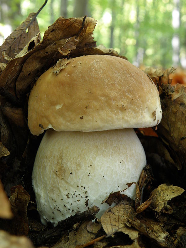 hríb smrekový Boletus edulis Bull.