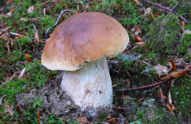 hríb smrekový Boletus edulis Bull.