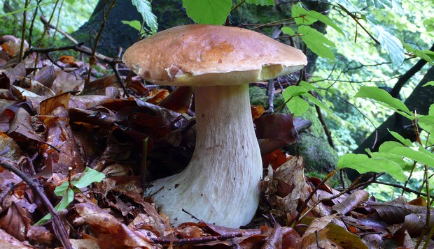 hríb smrekový Boletus edulis Bull.