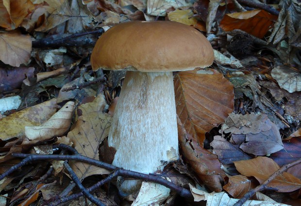 hríb smrekový Boletus edulis Bull.