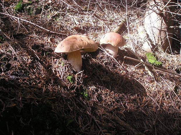 hríb smrekový Boletus edulis Bull.