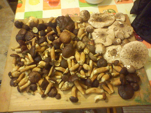 hríb smrekový Boletus edulis Bull.