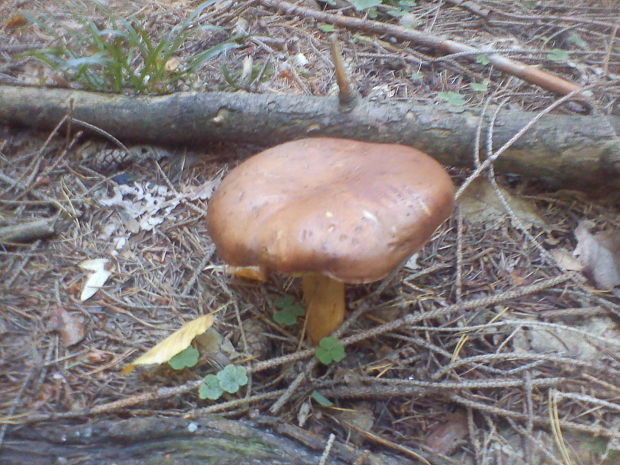 hríb smrekový Boletus edulis Bull.