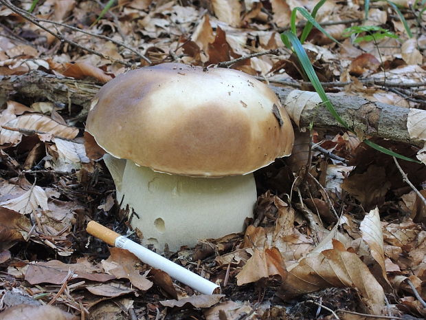 hríb smrekový Boletus edulis Bull.