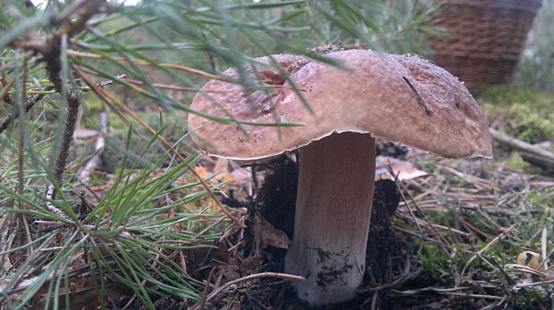 hríb smrekový Boletus edulis Bull.