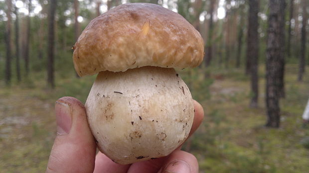 hríb smrekový Boletus edulis Bull.