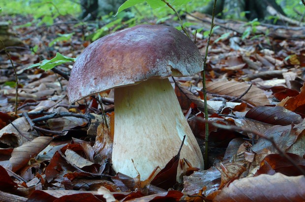 hríb sosnový Boletus pinophilus Pil. et Dermek in Pil.