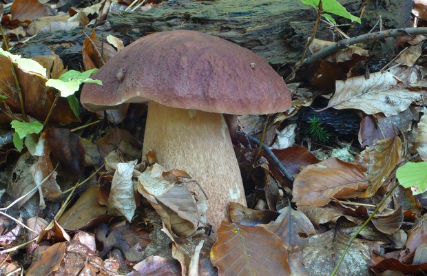 hríb sosnový Boletus pinophilus Pil. et Dermek in Pil.