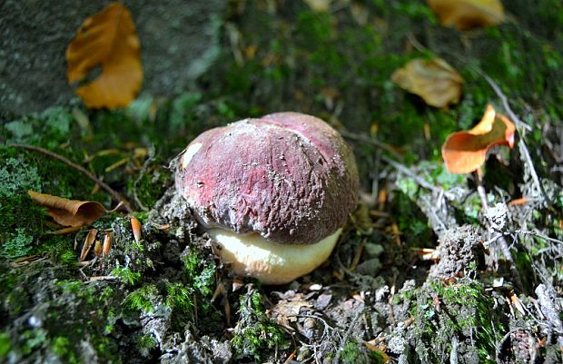 hríb sosnový Boletus pinophilus Pil. et Dermek in Pil.