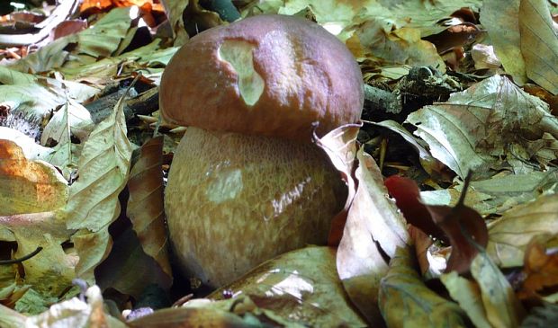 hríb dubový Boletus reticulatus Schaeff.