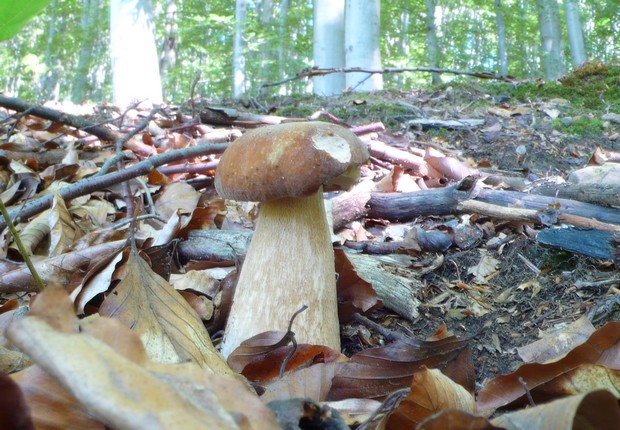 hríb dubový Boletus reticulatus Schaeff.