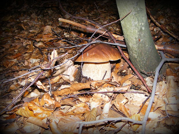 hríb Boletus sp.