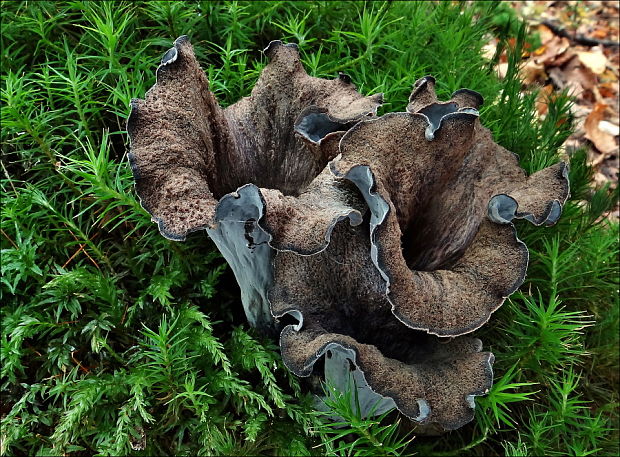 lievik trúbkovitý Craterellus cornucopioides (L.) Pers.