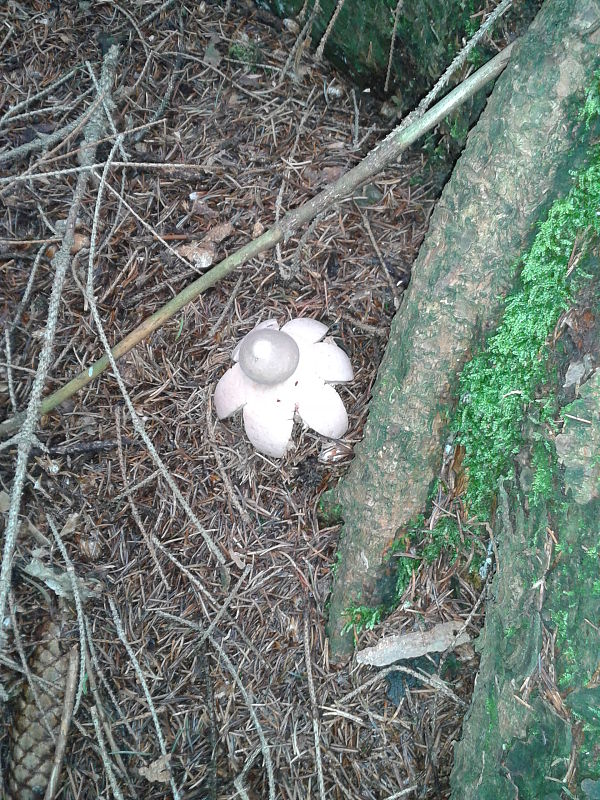 hviezdovka Geastrum sp.