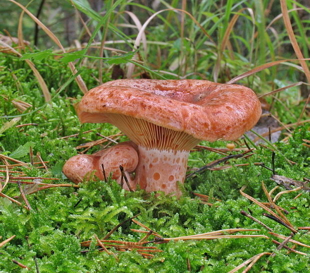 rýdzik pravý Lactarius deliciosus (L.) Gray