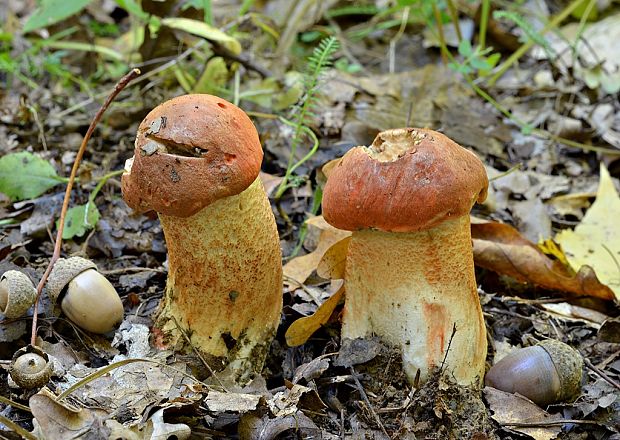 kozák dubový Leccinum aurantiacum (Bull.) Gray