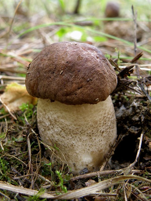 kozák hnedý Leccinum decipiens (Singer) Pilát & Dermek