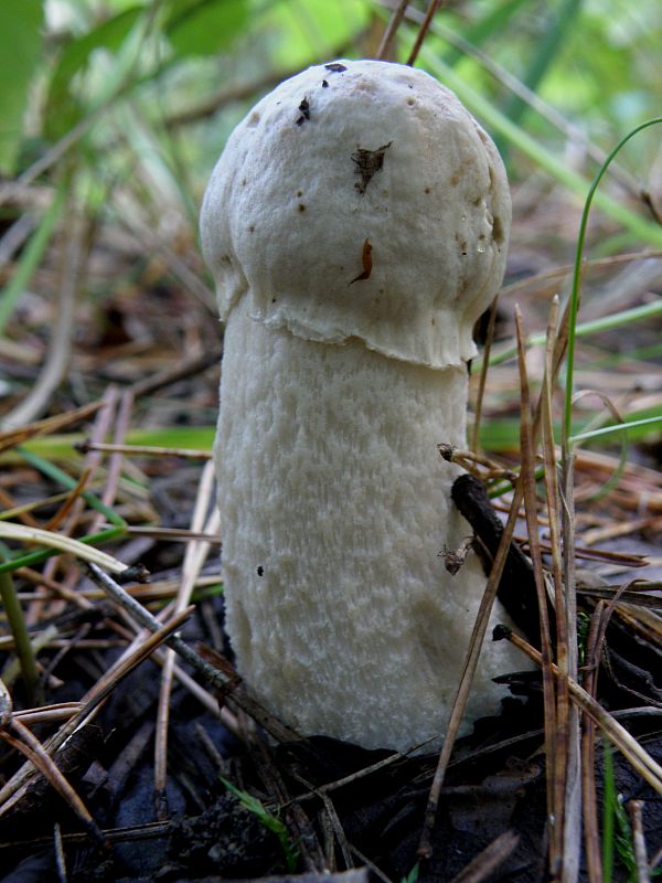 kozák biely Leccinum holopus (Rostk.) Watling