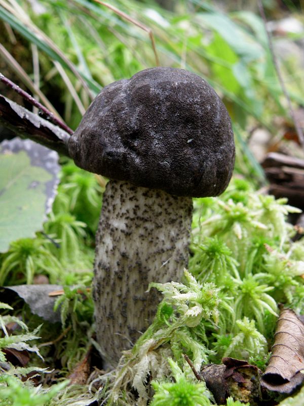 kozák rozličnofarebný Leccinum variicolor Watling