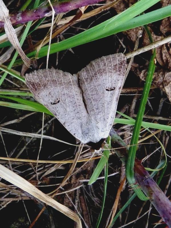 morica viková Lygephila craccae