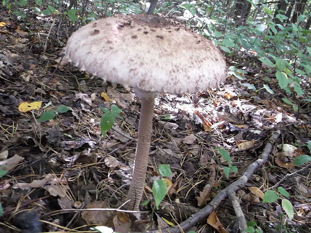 bedľa vysoká Macrolepiota procera (Scop.) Singer