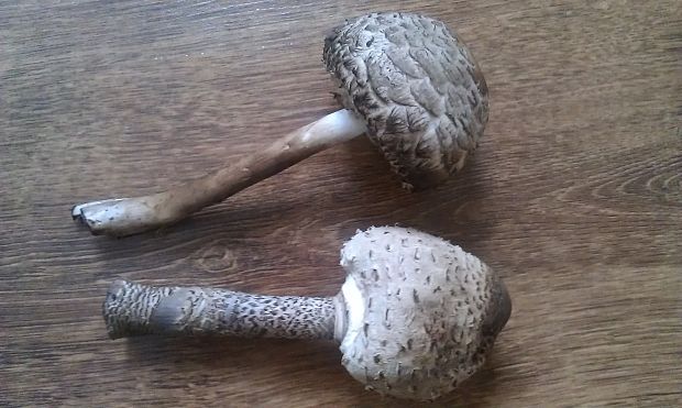 bedľa Macrolepiota sp.