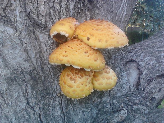 šupinovka Pholiota sp.