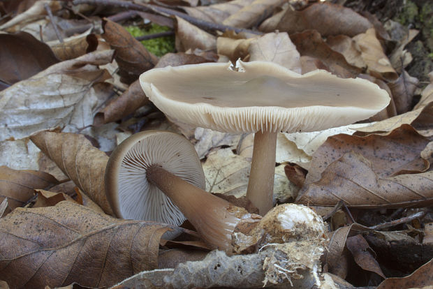 peniazovka maslová Rhodocollybia butyracea (Bull.) Lennox