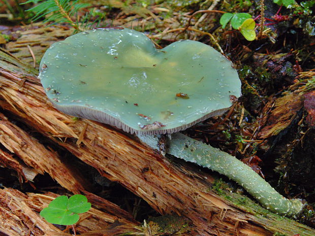 golierovka zelenkastá Stropharia aeruginosa (Curtis) Quél.