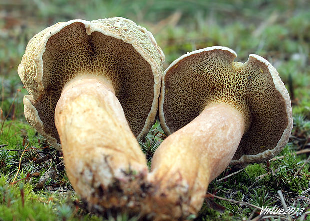 masliak kravský Suillus bovinus (Pers.) Roussel