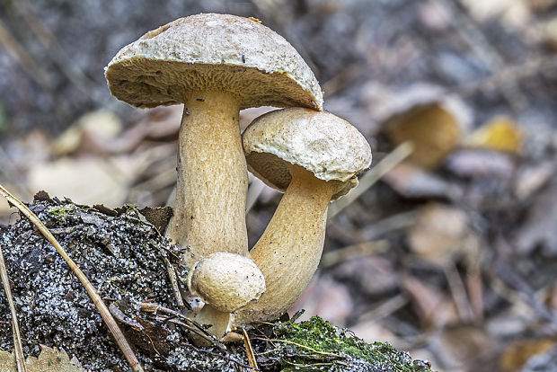 masliak kravský Suillus bovinus (Pers.) Roussel