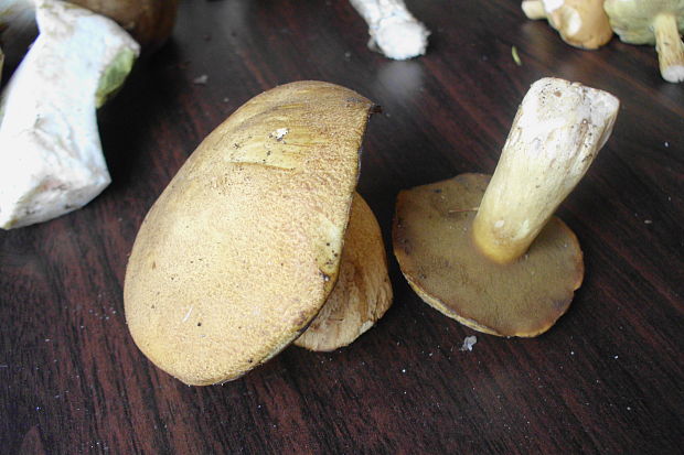 masliak strakatý Suillus variegatus (Sw.) Kuntze