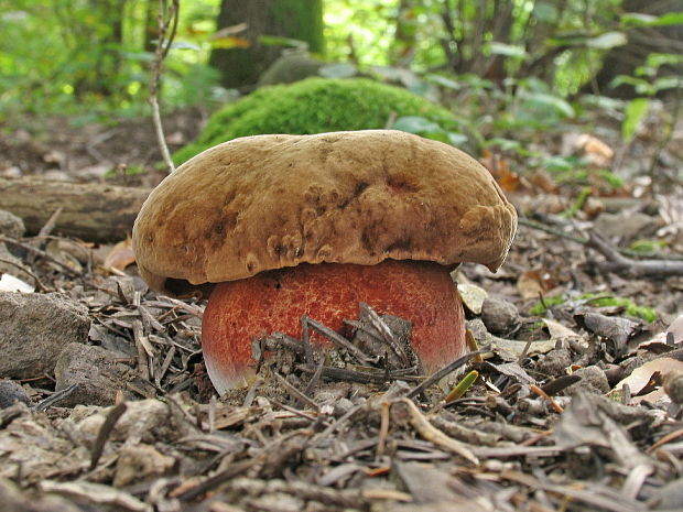 hríb zrnitohlúbikový Sutorius luridiformis (Rostk.) G. Wu & Zhu L. Yang