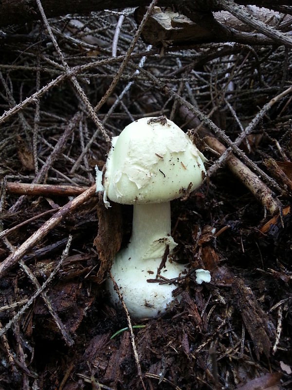 muchotrávka citrónovožltá Amanita citrina Pers.