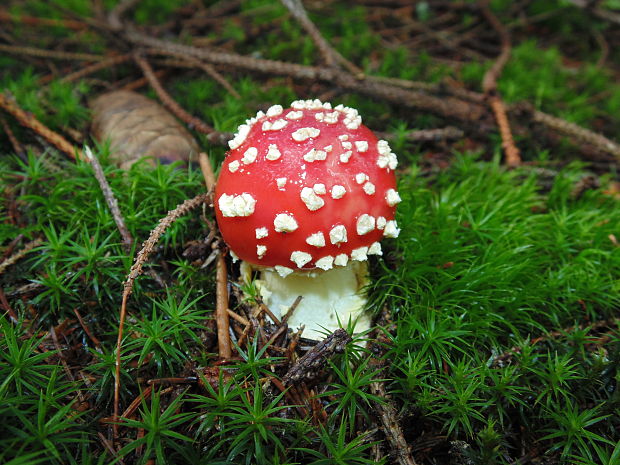 muchotrávka červená Amanita muscaria (L.) Lam.