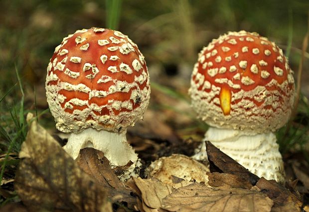 muchotrávka červená Amanita muscaria (L.) Lam.