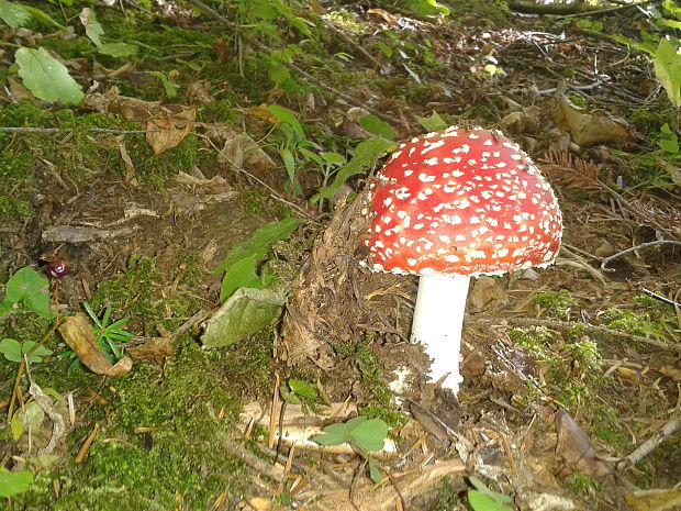 muchotrávka červená Amanita muscaria (L.) Lam.