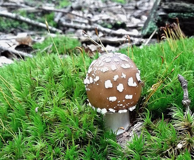 muchotrávka tigrovaná Amanita pantherina (DC.) Krombh.