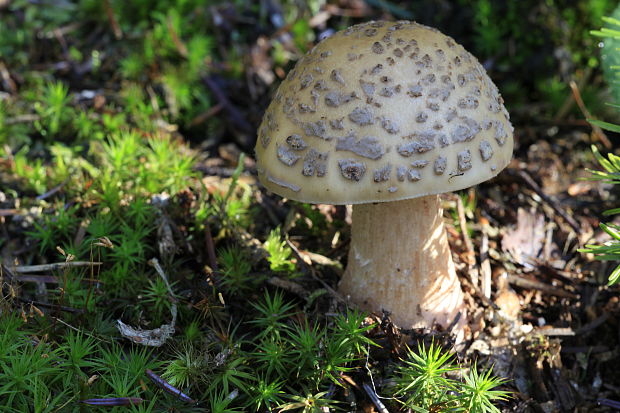 muchotrávka červenkastá Amanita rubescens Pers.