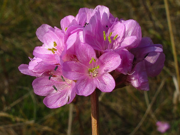 trávnička obyčajná Armeria vulgaris Willd.