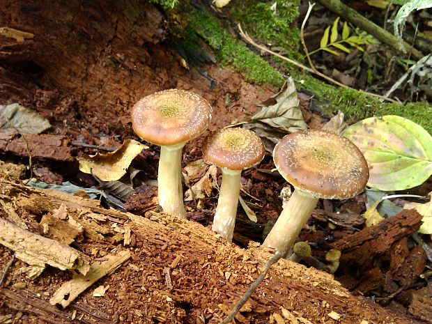 podpňovka Armillaria sp.