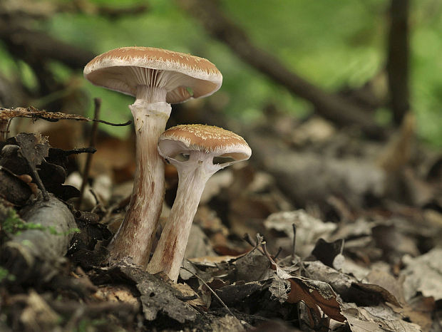 podpňovka Armillaria sp.