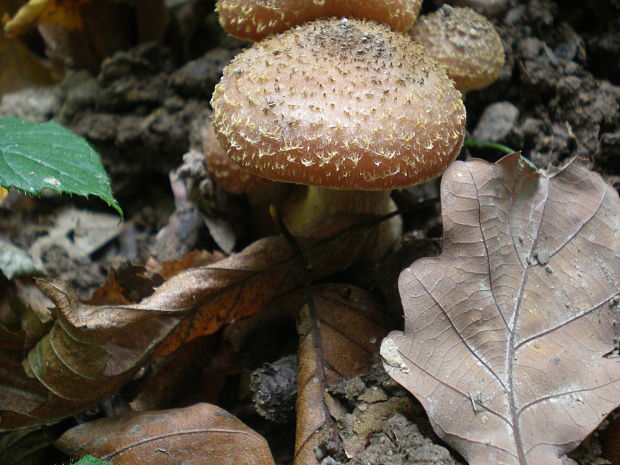 podpňovka  Armillaria sp.